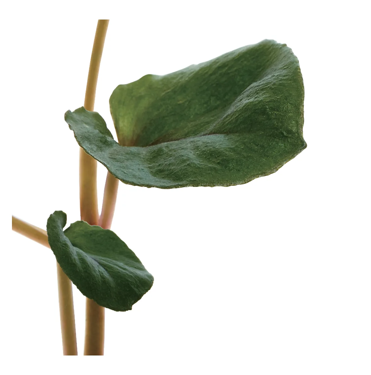 Feuilles de heartleaf (houttuynia), ingrédient phare d'Anua
