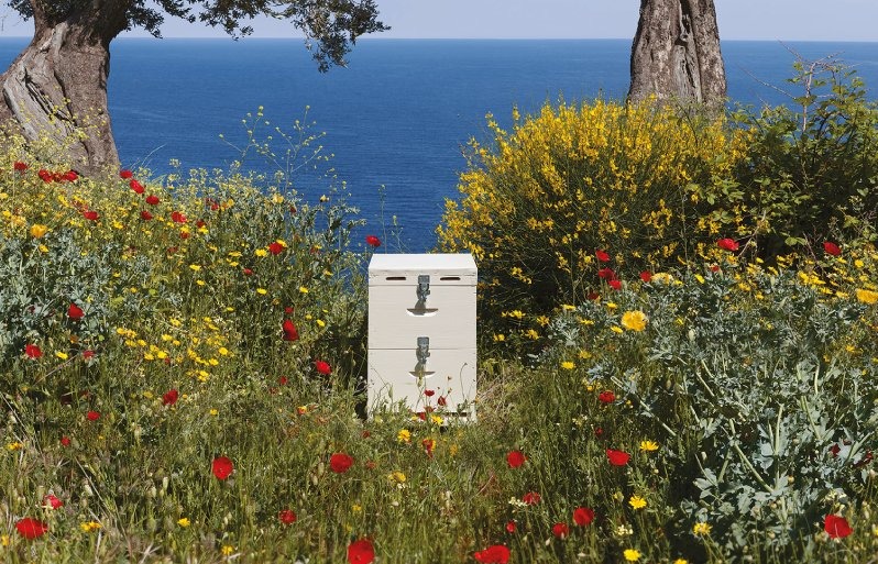 Ruche au milieu des fleurs sauvages face à la mer en Grèce - APIVITA