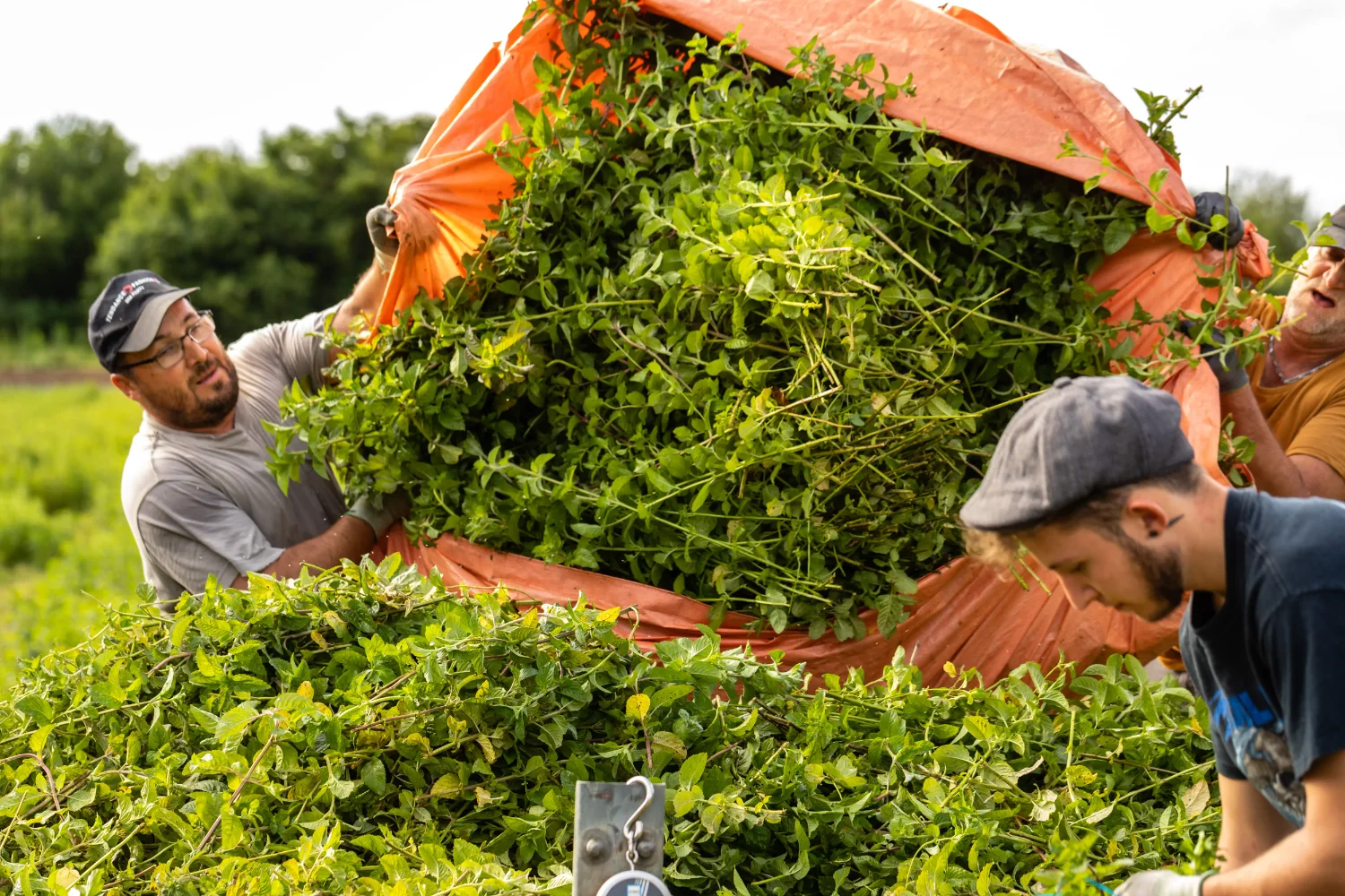 Klorane, récolte de plantes cultivées pour ses actifs